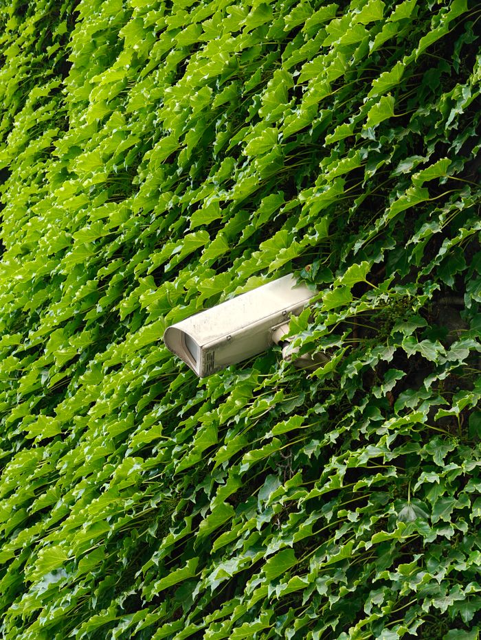 A security camera surrounded by lush green ivy leaves in Tbilisi, Georgia.